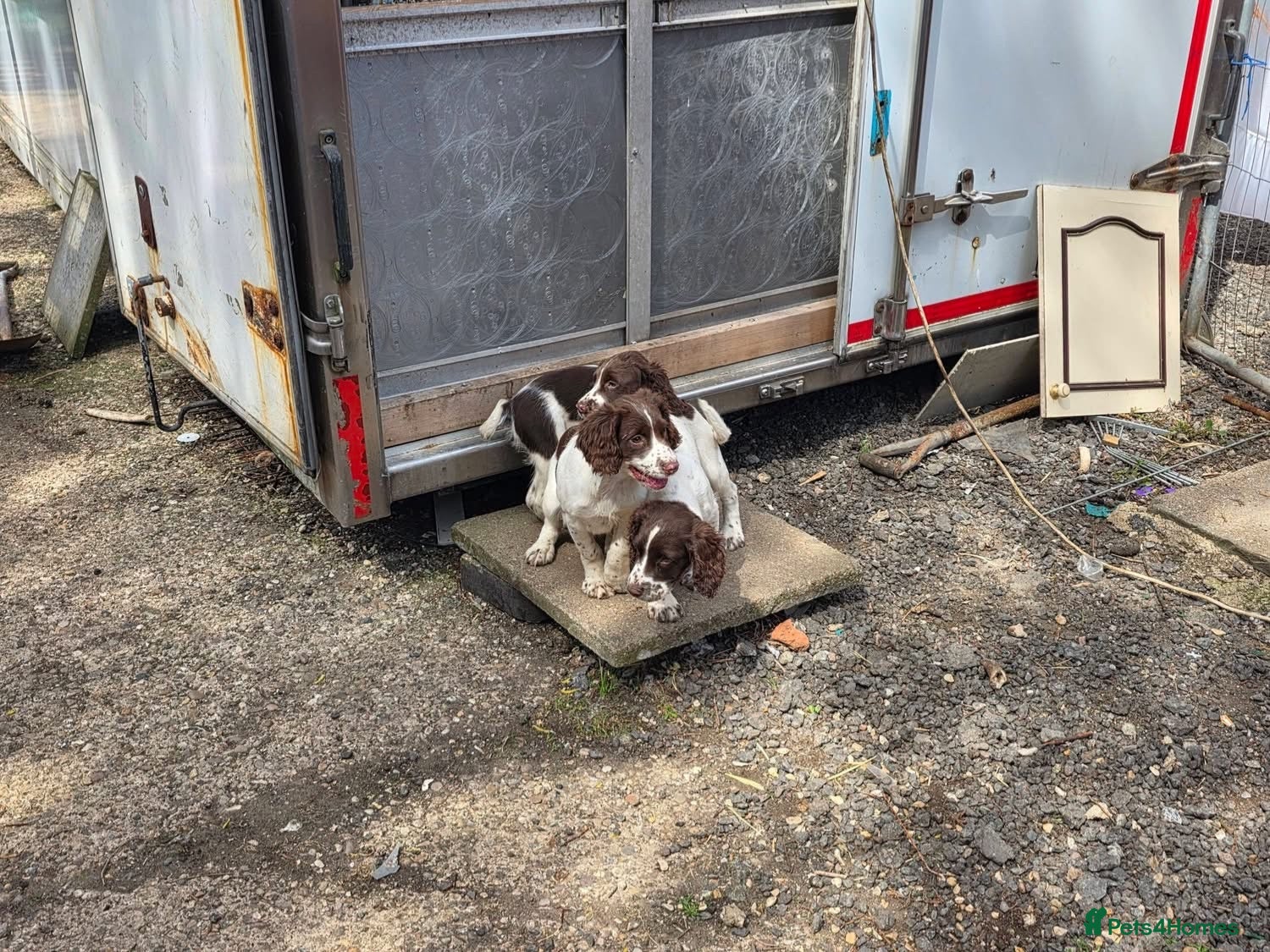 English Springer Spaniel dogs Springer spaniel pups for sale - Advert 1