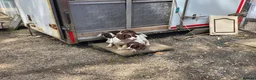 English Springer Spaniel dogs for sale: Springer spaniel pups for sale in Melton Mowbray - Advert 1