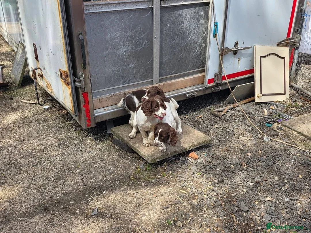 English Springer Spaniel dogs for sale: Springer spaniel pups for sale in Melton Mowbray - Advert 1