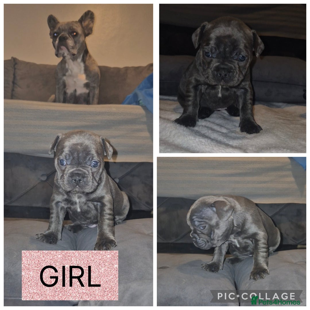 French Bulldog dogs for sale: 5 french bulldogs left!! Ready now! - Advert 24