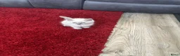 Ragdoll cats for sale: 2 beautiful blue point ragdolls kitten left  - Advert 7