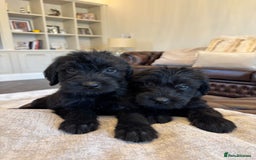Mixed Breed dogs for sale: 🐾 🧸 *Ready Saturday* Beautiful Doodles 💕🐾 - Image 1