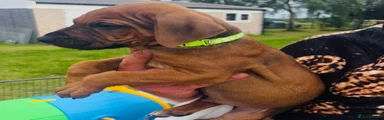 Rhodesian Ridgeback 3