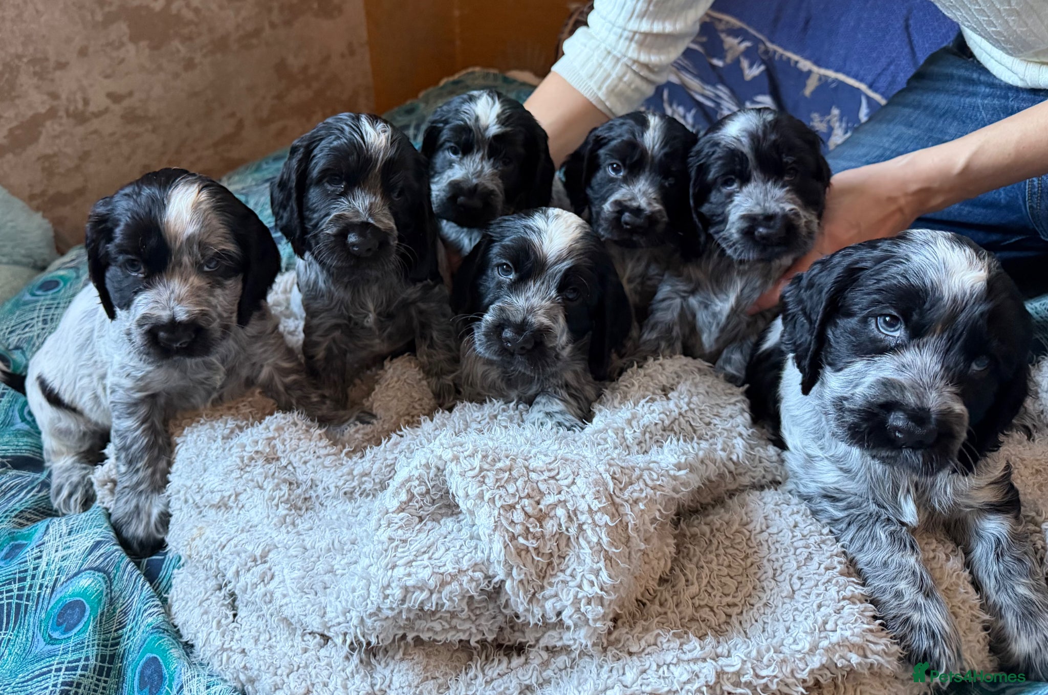 Cocker Spaniel dogs KC Reg Show Type Cocker Spaniel puppies - Advert 8