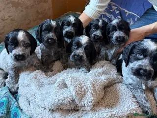 Cocker Spaniel dogs KC Reg Show Type Cocker Spaniel puppies - Advert 8