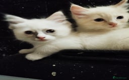 Ragdoll cats for sale: Traditional Ragdolls and Mink Ragdolls in Daventry - Image 21