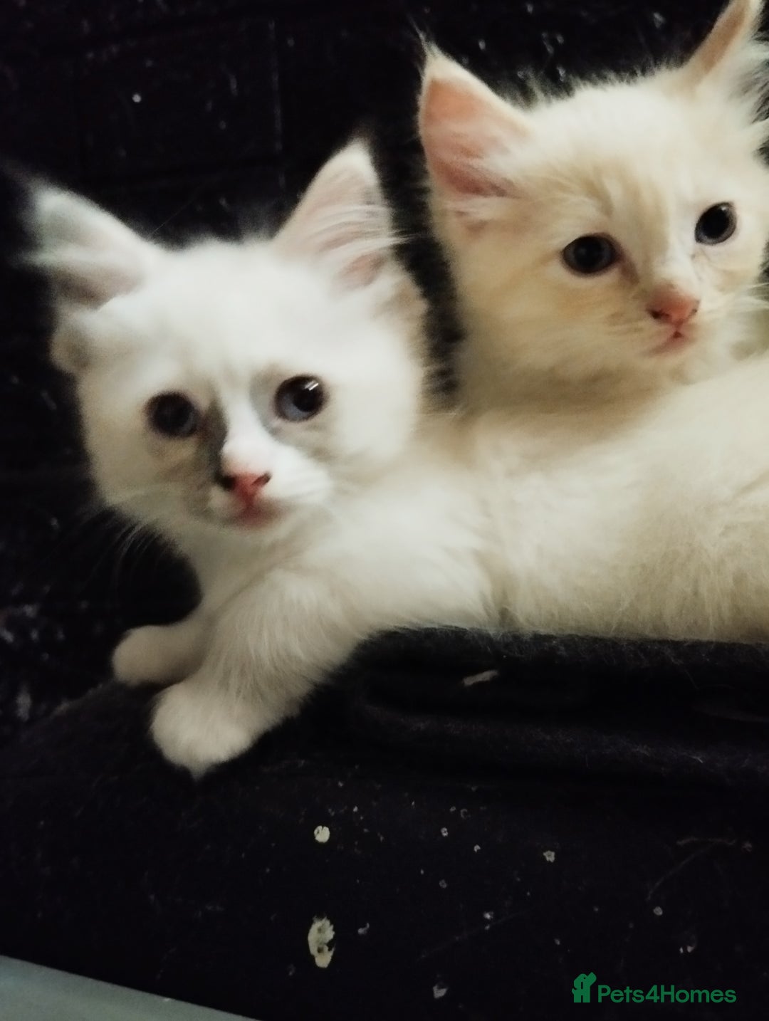 Ragdoll cats for sale: Traditional Ragdolls and Mink Ragdolls in Daventry - Image 21