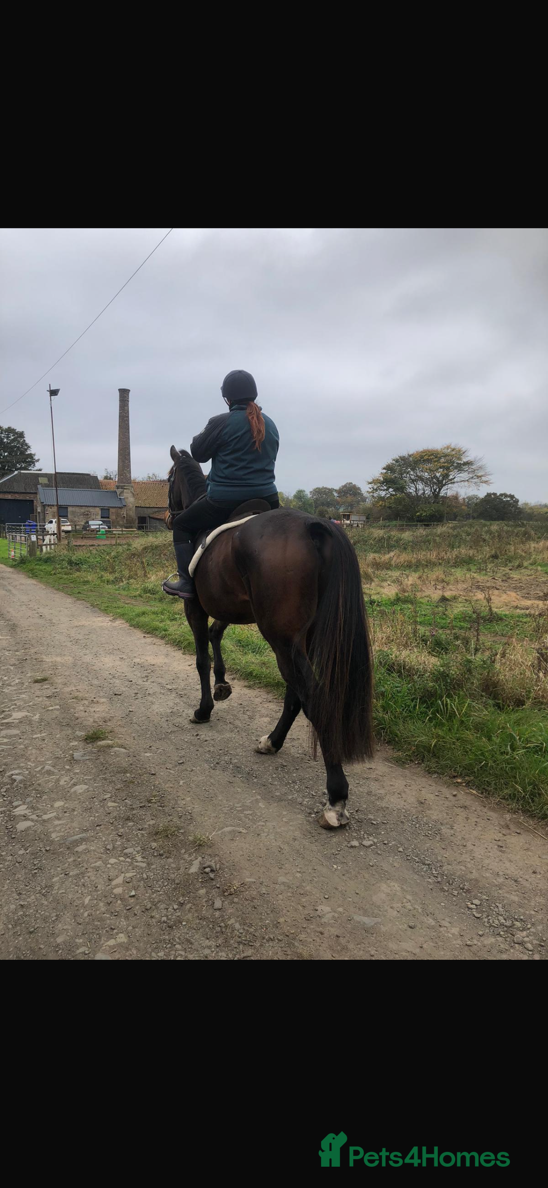 Irish Thoroughbred horses for sale: 17.2hh Beautiful gentleman Bay Gelding  - Advert 5