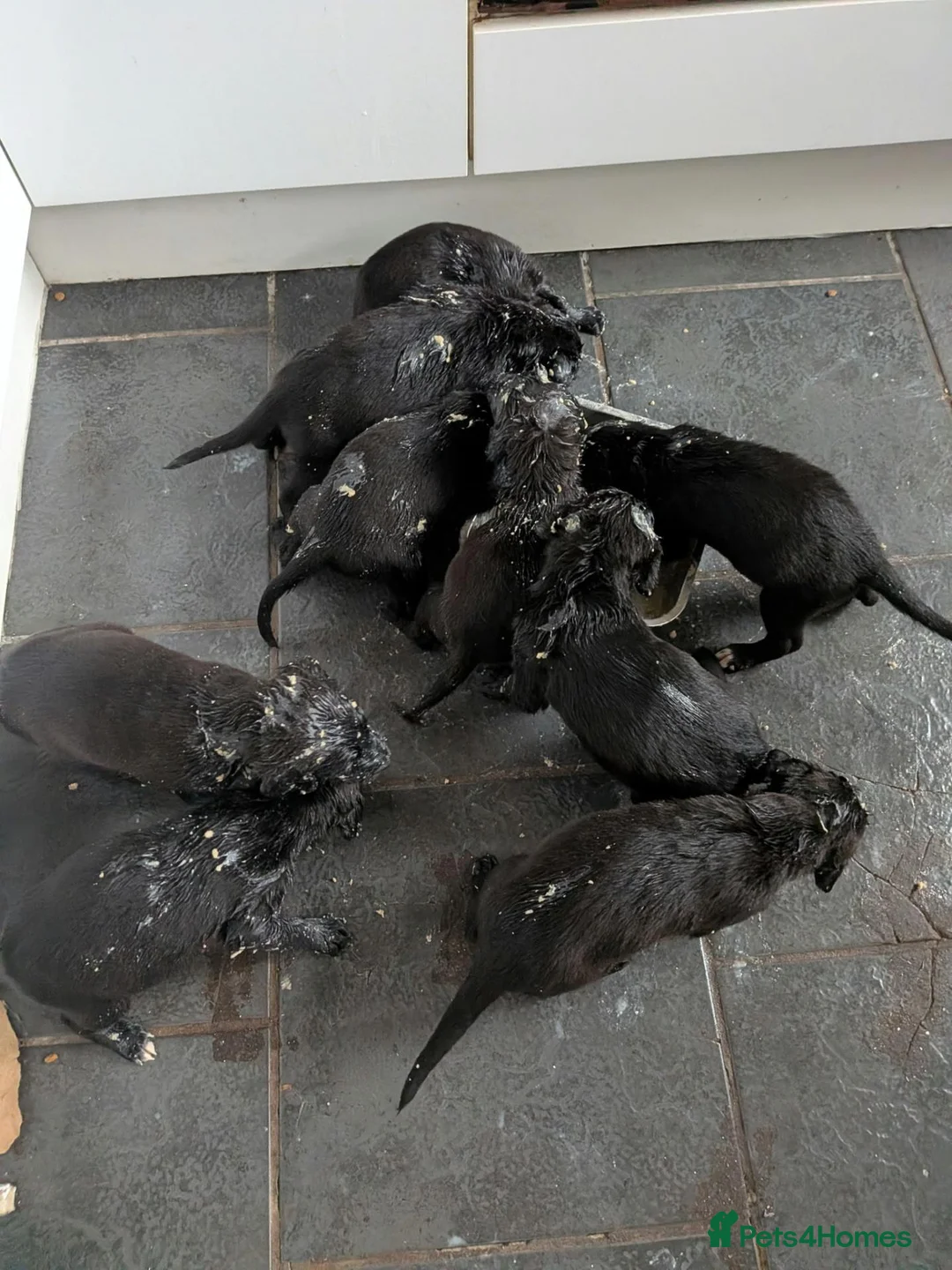 Mixed Breed dogs for sale: Beautiful puppies ready for forever homes in Preston - Advert 2