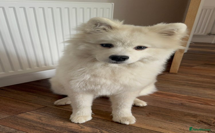 Samoyed dogs - Advert 1