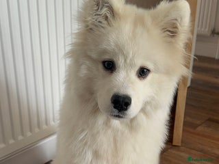 Samoyed dogs - Advert 4