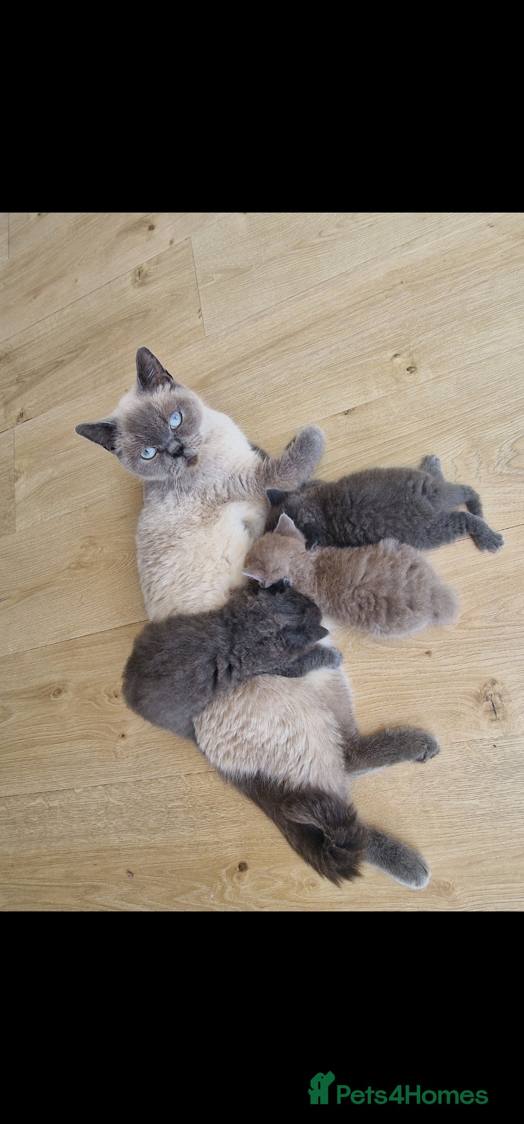 British Shorthair cats 2 beautiful BSH boys  - Advert 1