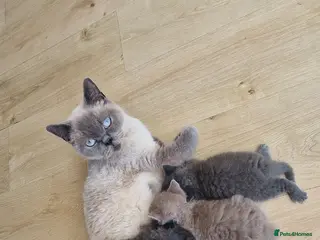 British Shorthair cats 2 beautiful BSH boys - Advert 1
