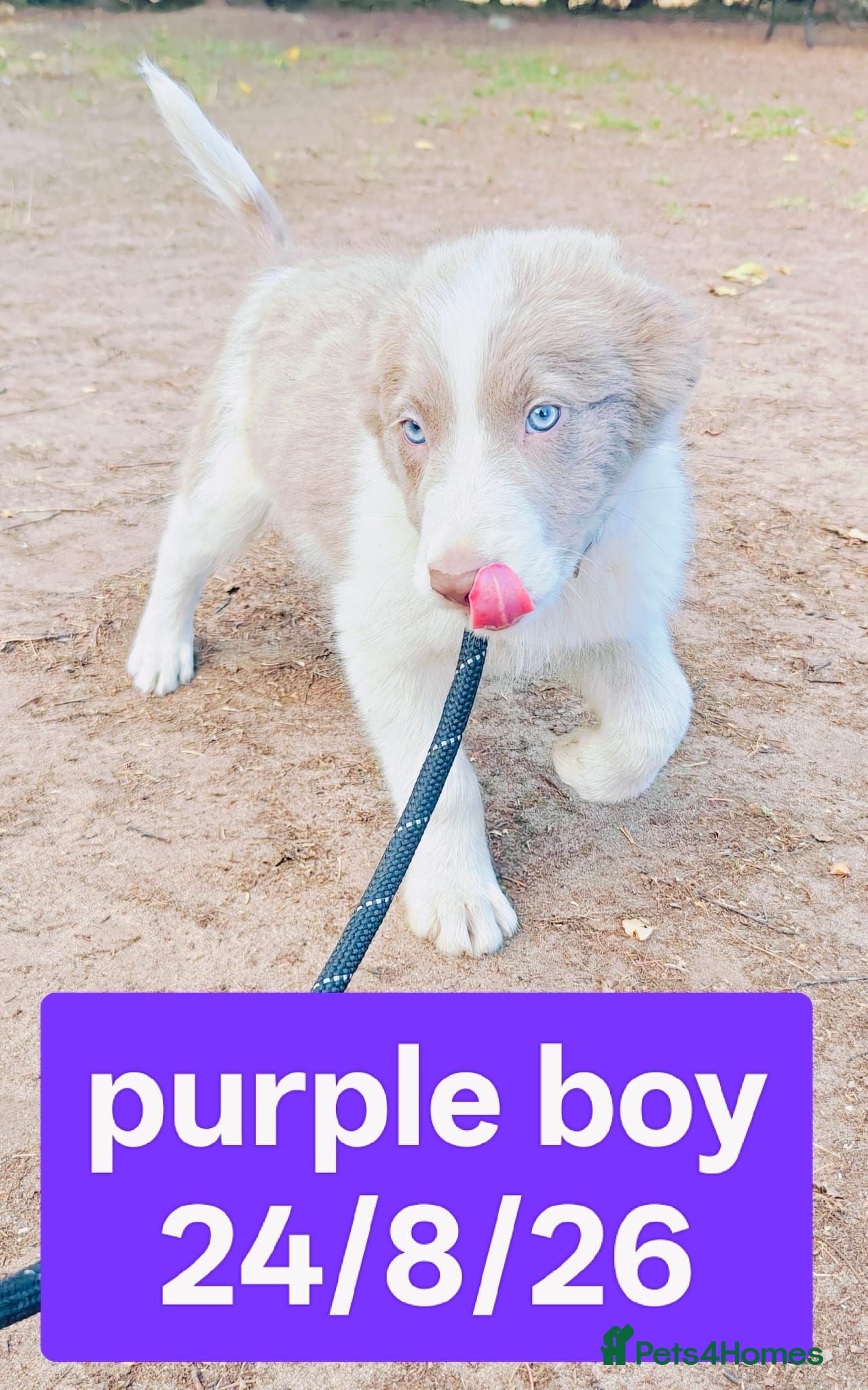 Border Collie dogs KC registered Border collie pups for sale - Advert 2