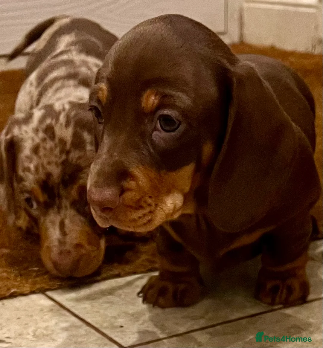Miniature Dachshund dogs for stud: SHOW LINE CHAMP Bred Choc Dapple Mini Dachshund  in Manchester - Advert 7