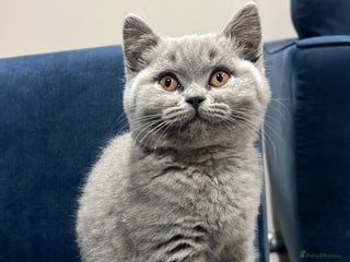 British Shorthair cats GCCF stunning BSH female - Advert 7