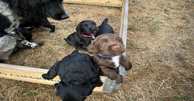 Mixed Breed dogs - Advert 3
