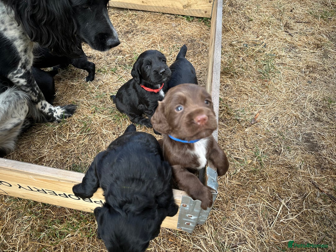 Mixed Breed dogs for sale: Gorgeous litter of 8 x F1 Sprocker Spaniels - Image 14
