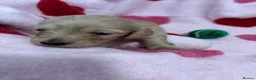 Miniature Dachshund dogs for sale: KC Miniature Long Haired English Cream Dachshunds  - Advert 25