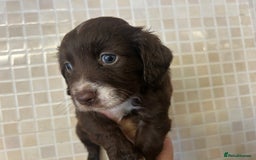 Cocker Spaniel dogs for sale: Cocker spaniel puppies - Image 4