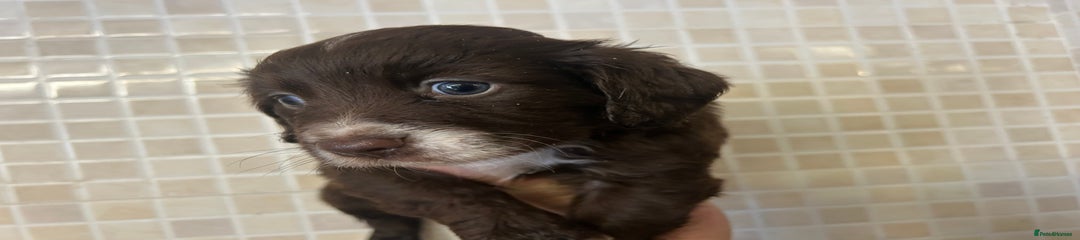 Cocker Spaniel Puppy 2