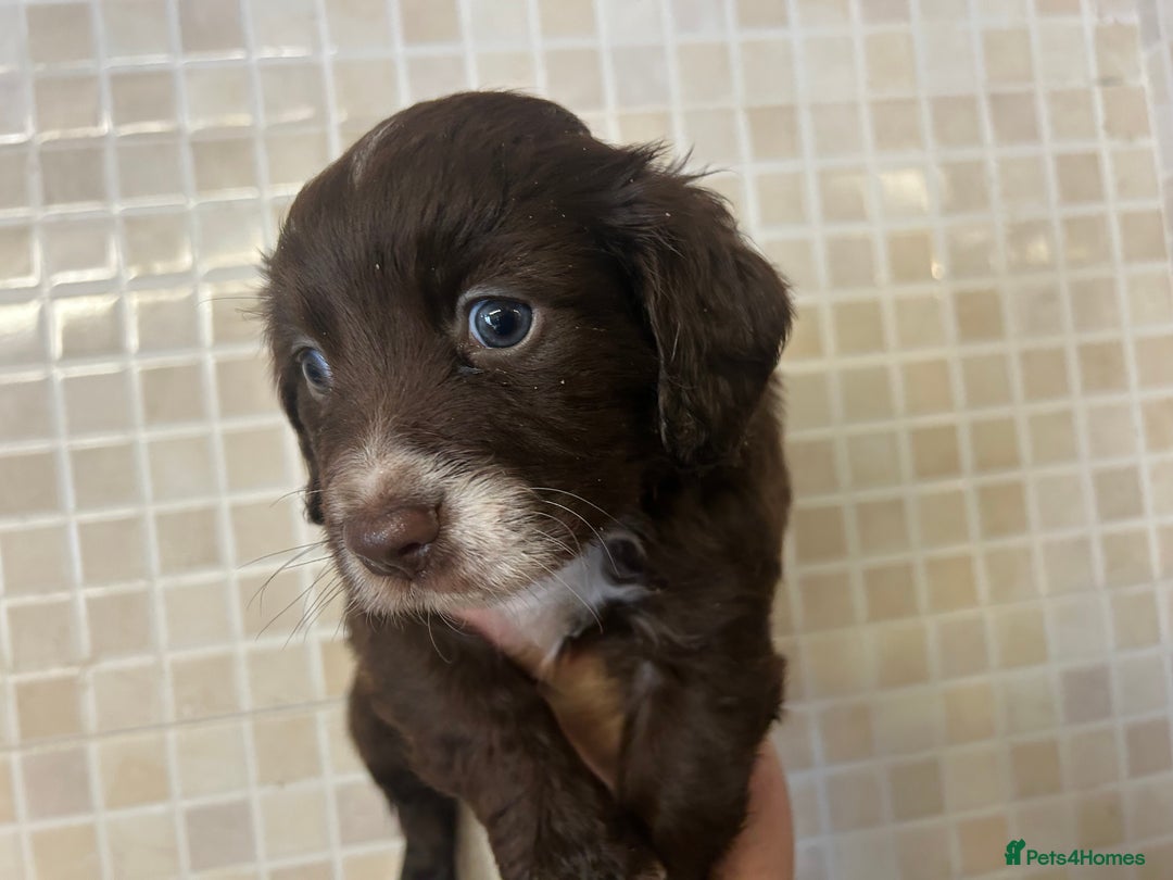 Cocker Spaniel dogs for sale: Cocker spaniel puppies - Image 4