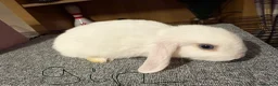 Mixed Breed rabbits for sale: Mini lop/lion lop bunnies - Advert 12