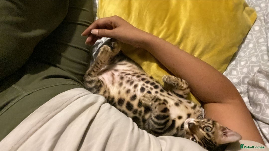 Bengal cats for sale: Mr bengal Urgent  - Image 6