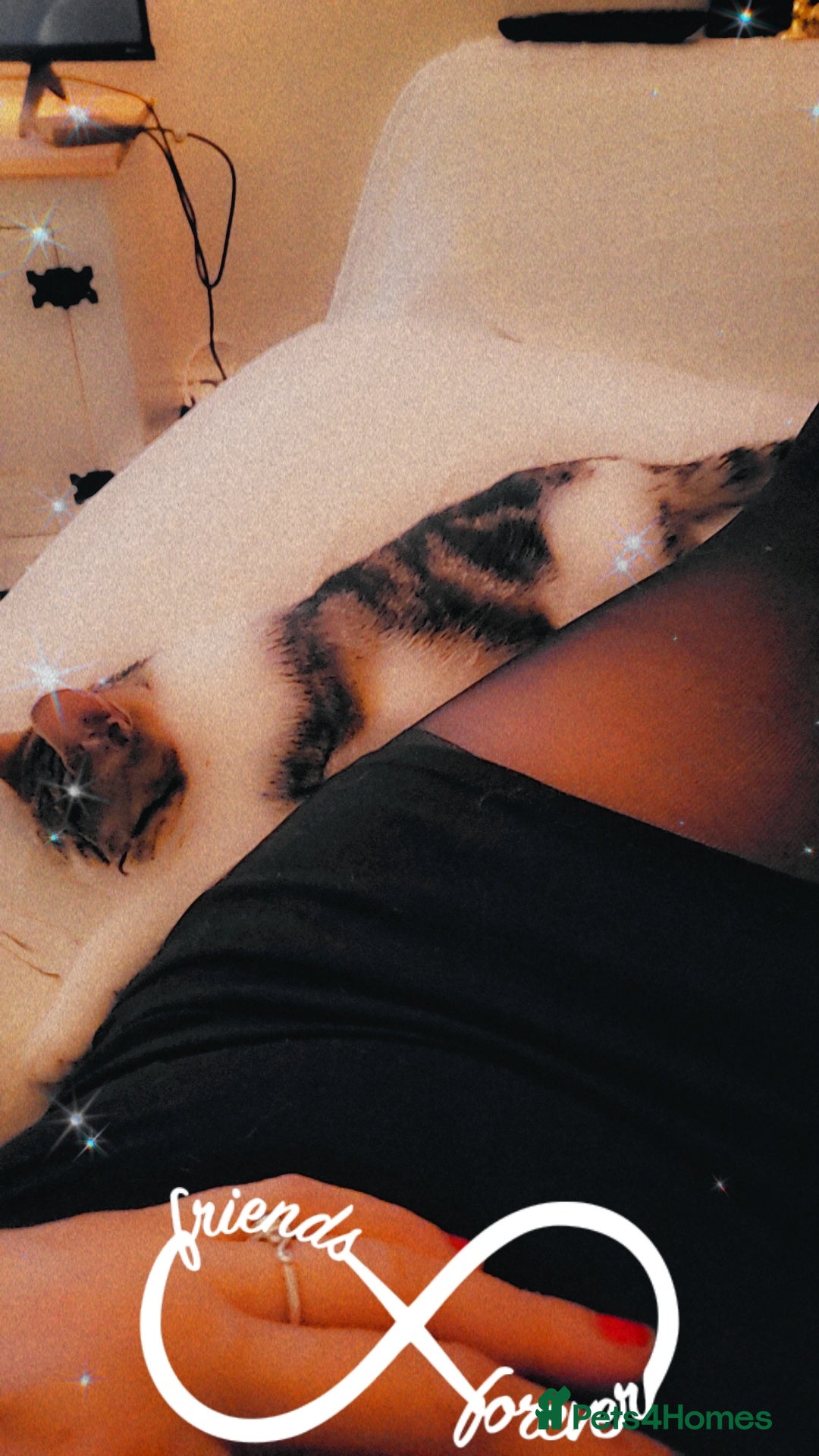 American Shorthair cats for sale: Angel  - Image 4
