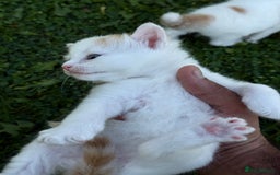 Mixed Breed cats for sale: A kitten - Image 3