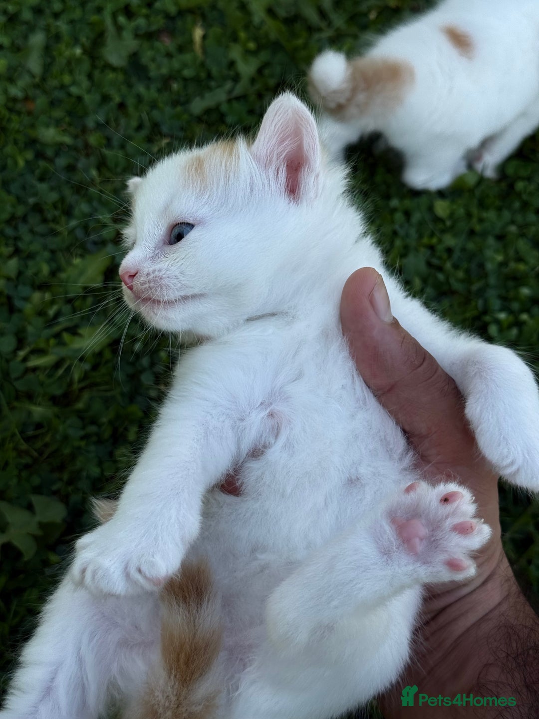 Mixed Breed cats for sale: A kitten - Image 3