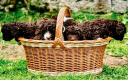 Spanish Water Dog dogs for sale: Spanish Water Dog Puppies  - Image 19