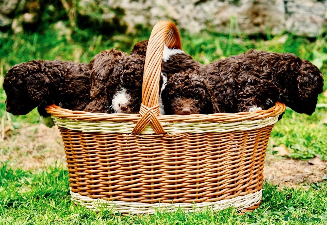Spanish Water Dog dogs for sale: Spanish Water Dog Puppies  - Image 19
