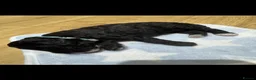 Miniature Poodle dogs for sale: Adorable miniature poodles for sale KC registered  - Advert 3