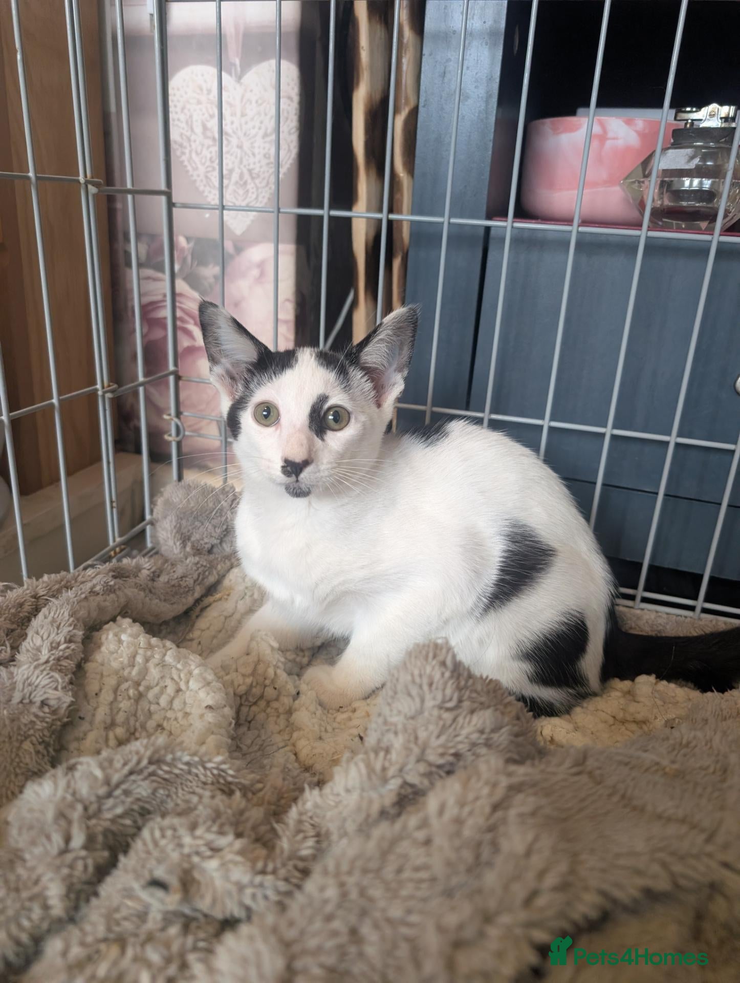 Oriental cats For sale - Advert 2