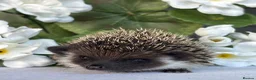 Pygmy Hedgehog rodents for sale: African Pygmy Hedgehog  - Advert 4