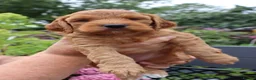 Cockapoo dogs for sale: Stunning F1 puppies Champions Bloodlines  - Advert 19