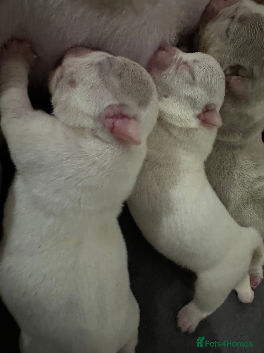 American Bully dogs for sale: Micro exotic bully’s  - Image 6