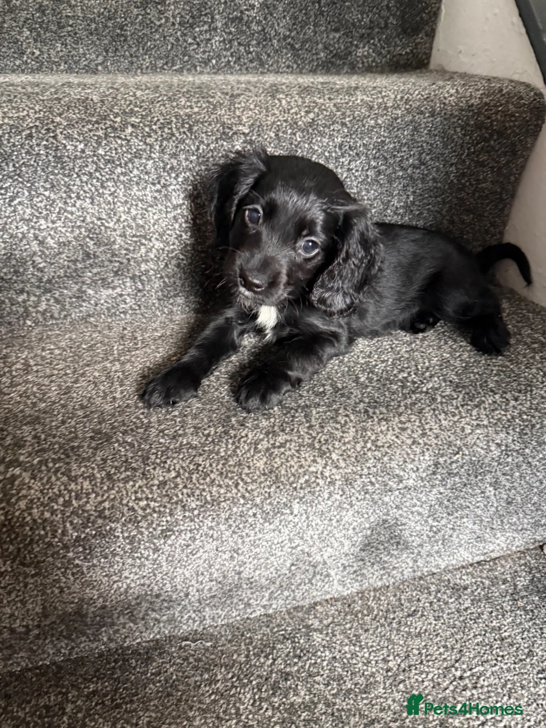 Cocker Spaniel dogs for sale: Cocker Spaniel Puppies READY NOW - Advert 1