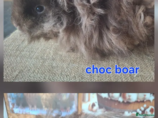 Guinea Pig rodents for sale: Lunkarya - Advert 2