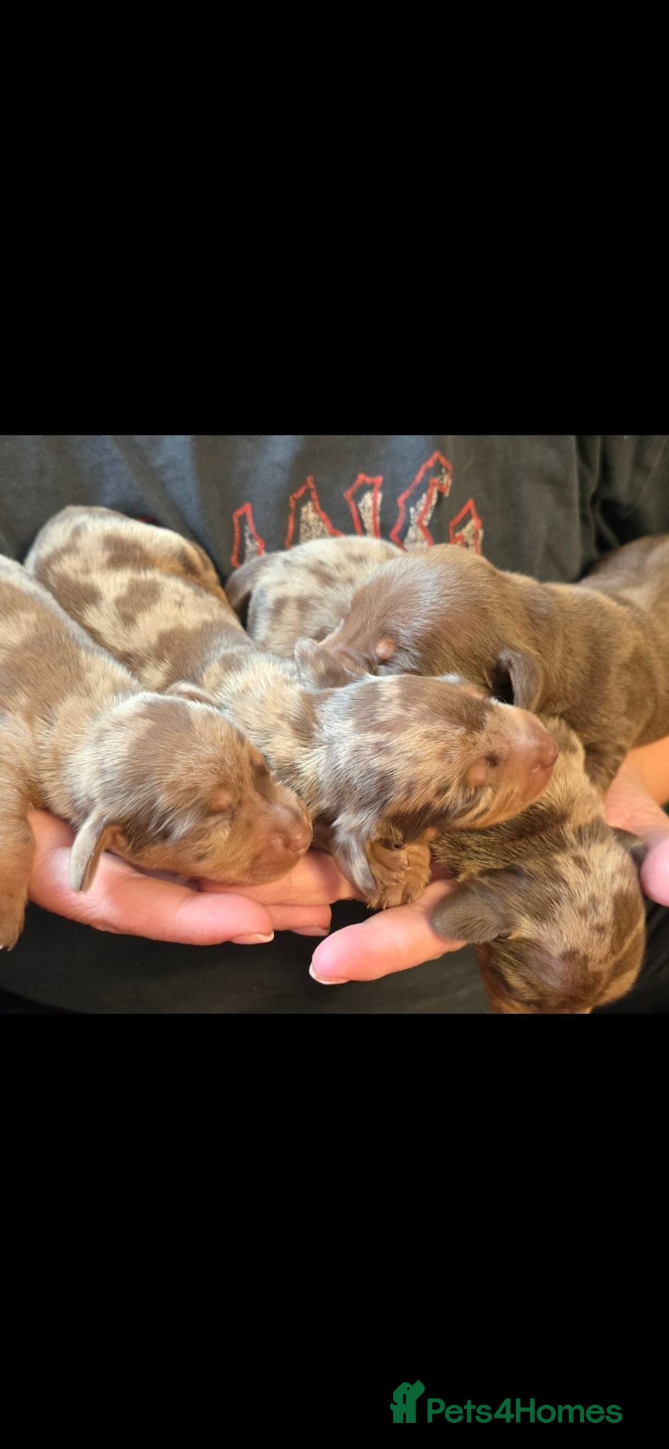 Miniature Dachshund dogs  Miniature Dachshund Puppies Available 🐾 - Advert 2