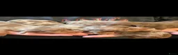 Miniature Dachshund dogs for sale:  Miniature Dachshund Puppies Available 🐾 - Advert 1