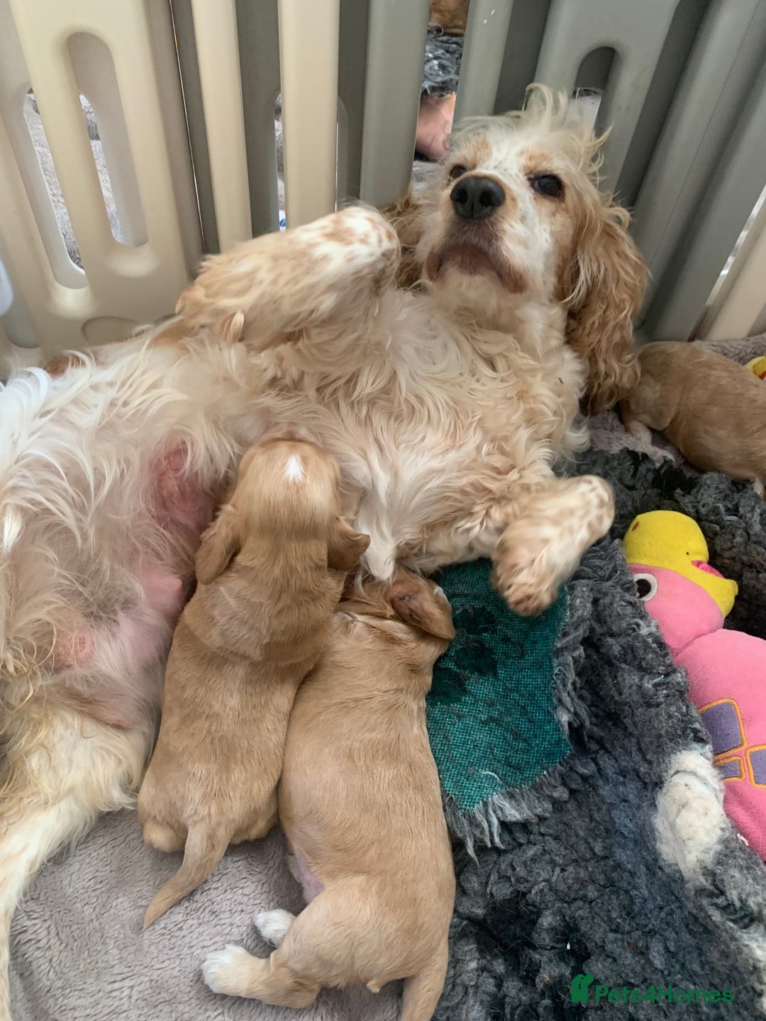 Cocker Spaniel dogs for sale: KC Registered Quality Show Type Cocker Puppies   - Image 5