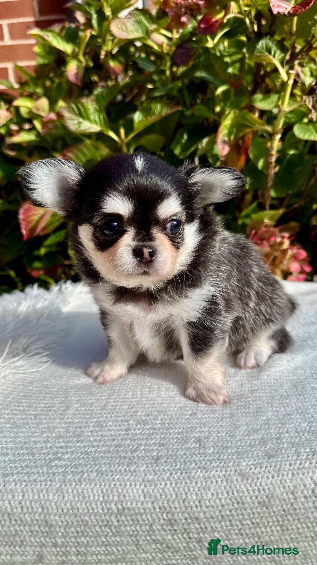 Chihuahua dogs 🤎🐾🖤Exotic LC RKC Husky Marking Boys🖤🐾🤎 - Advert 2