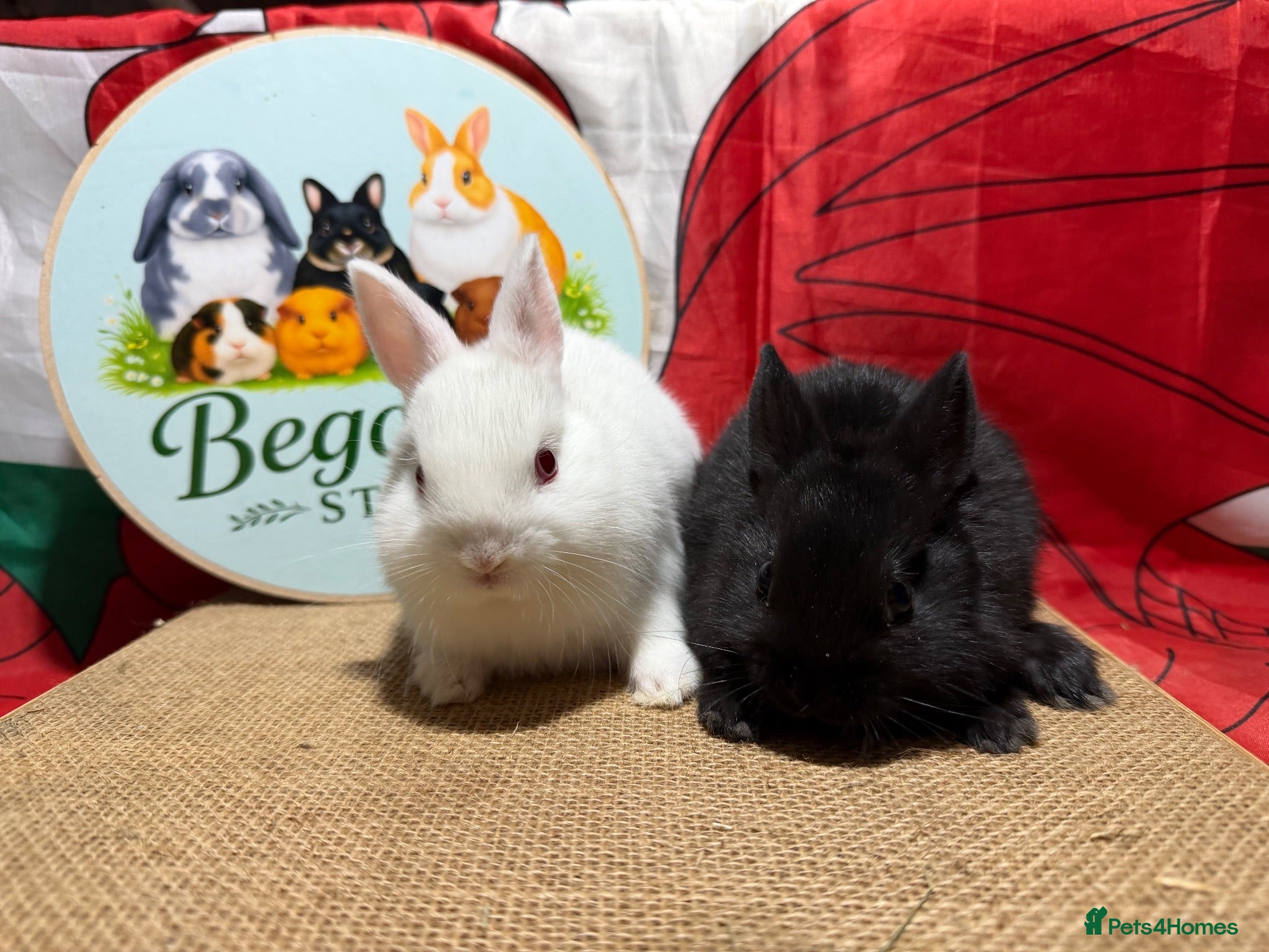 Netherland Dwarf rabbits Gorgeous pure bred Netherland dwarfs - Advert 1