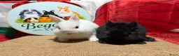 Netherland Dwarf rabbits for sale: Gorgeous pure bred Netherland dwarfs - Advert 1