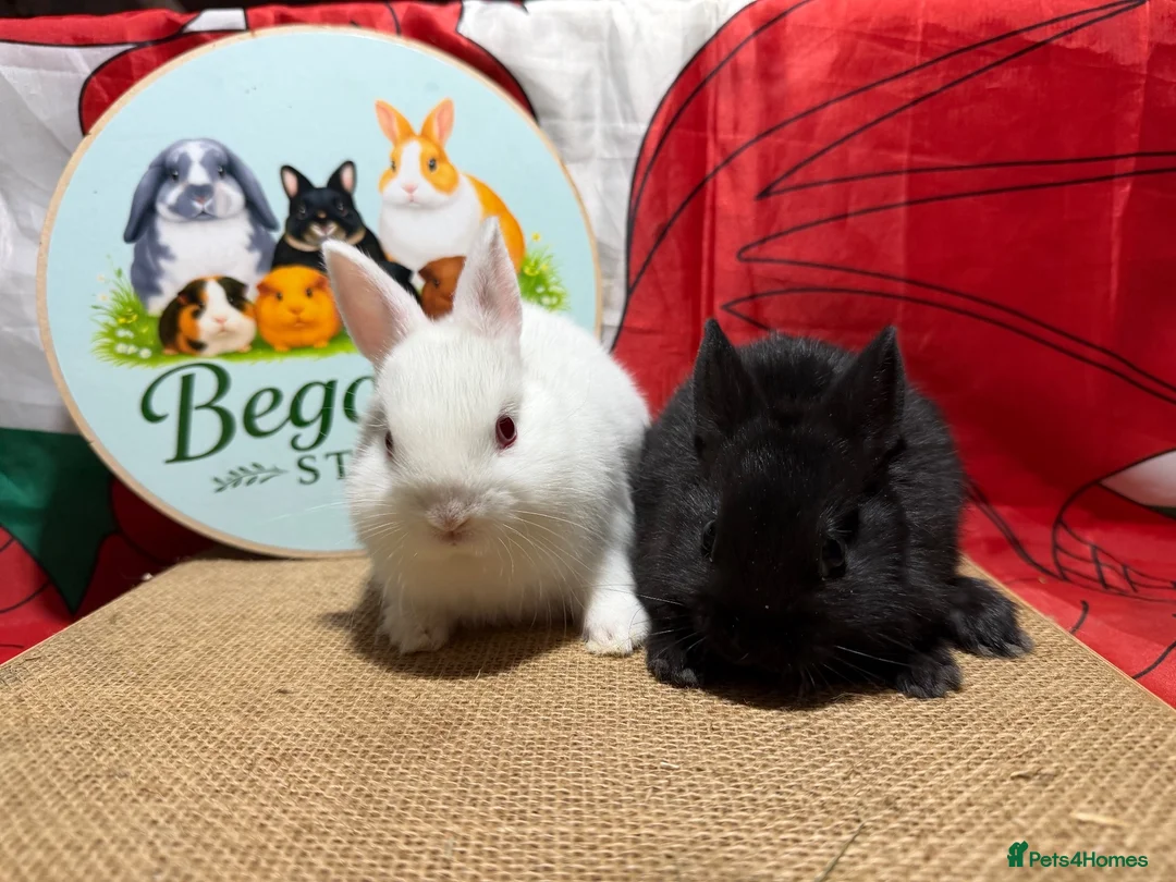 Netherland Dwarf rabbits for sale: Gorgeous pure bred Netherland dwarfs - Advert 1