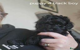 Mixed Breed dogs for sale: Shitzu cocapoo puppies - Image 6