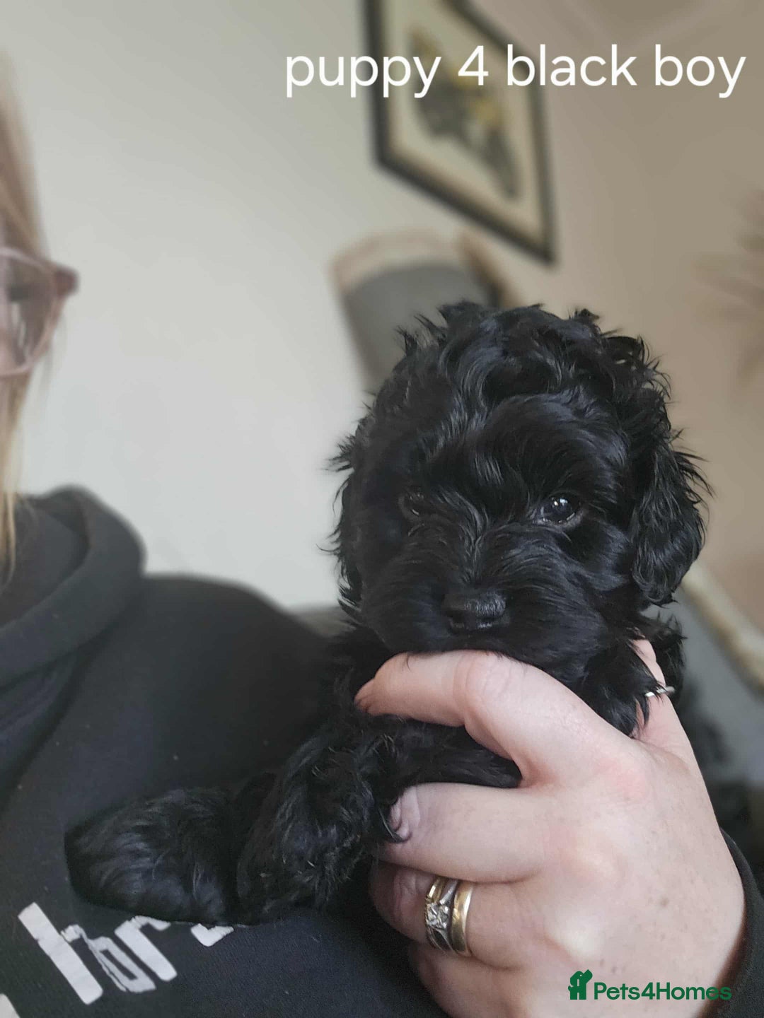 Mixed Breed dogs for sale: Shitzu cocapoo puppies - Image 6