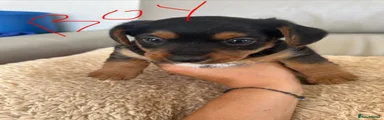 Mixed Breed 3